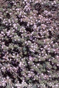 Thymus 'Fen's Gray'